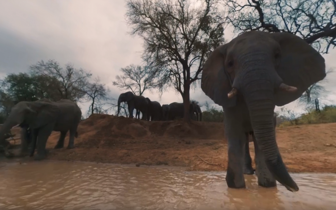 Elephants on the Brink