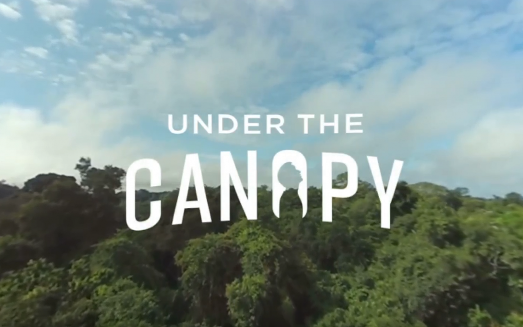 Under the Canopy