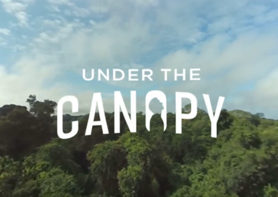 Under the Canopy