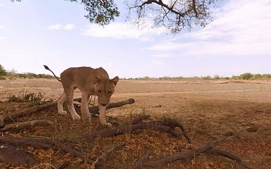 Lions 360º