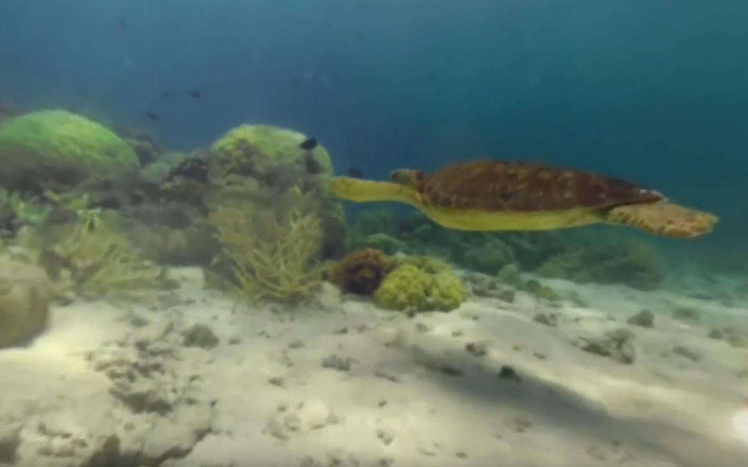 Great Barrier Reef in 360º