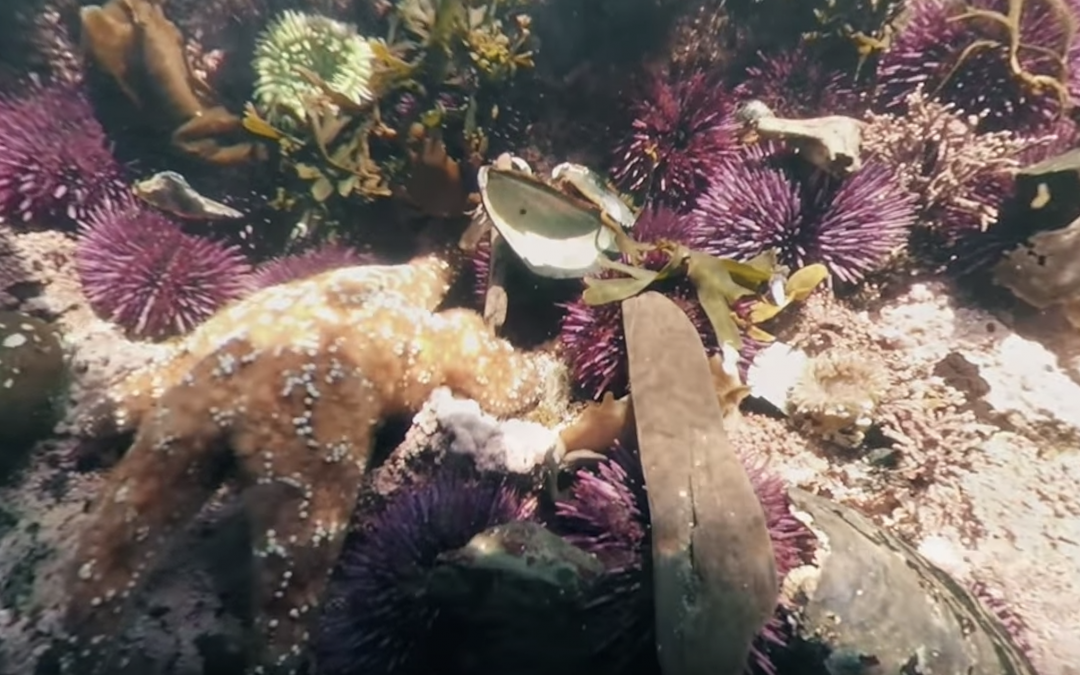 360° Yaquina Head Tide Pools