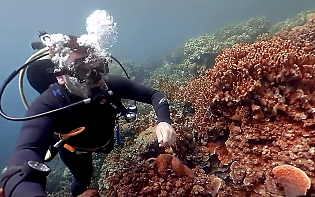 A 360-degree Tour of the Mysterious, Magical Corals of Palau