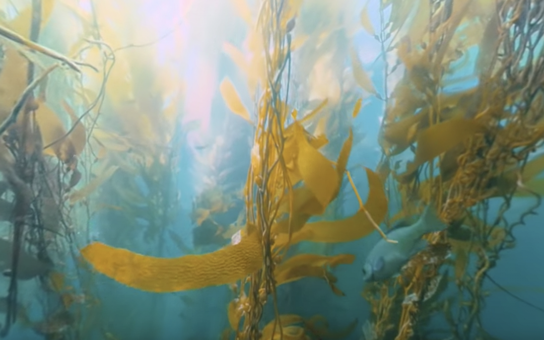 Surrounded by Kelp