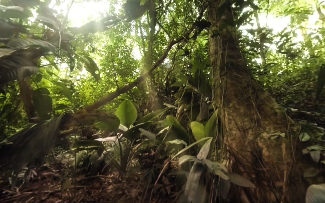 Costa Rican Jungle 360° | Planet Earth II