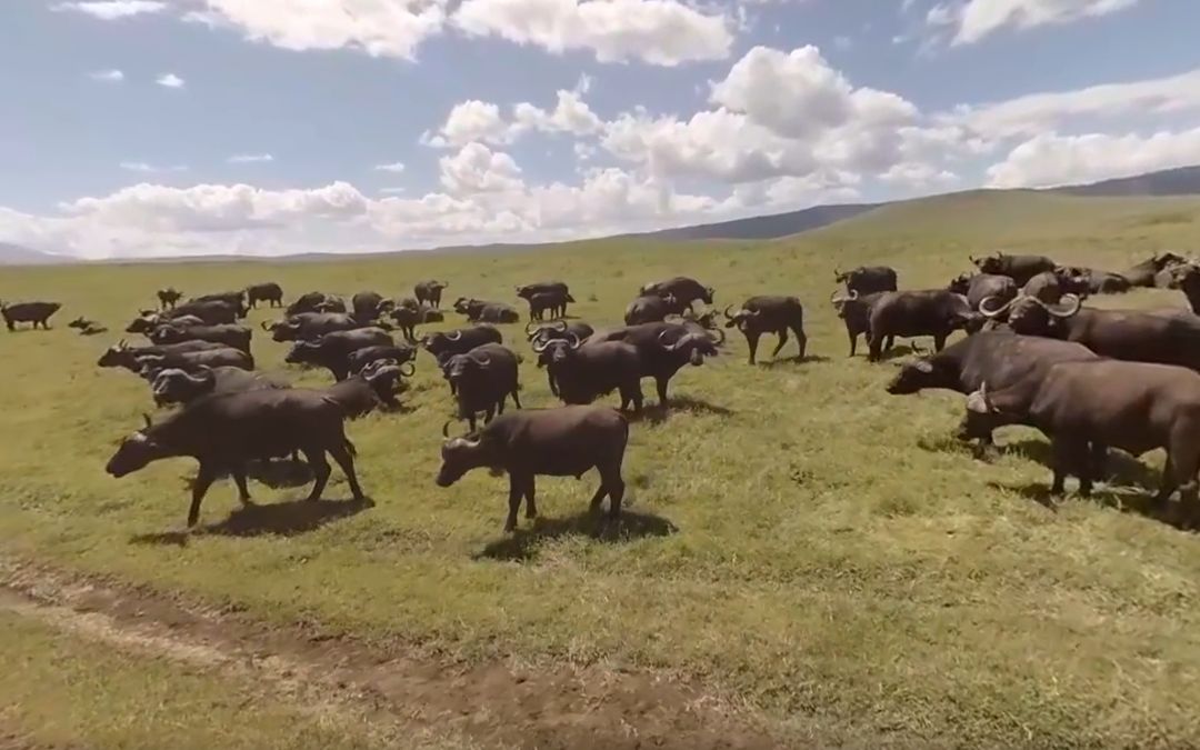 Wildlife at Ngorongoro Crater, Tanzania