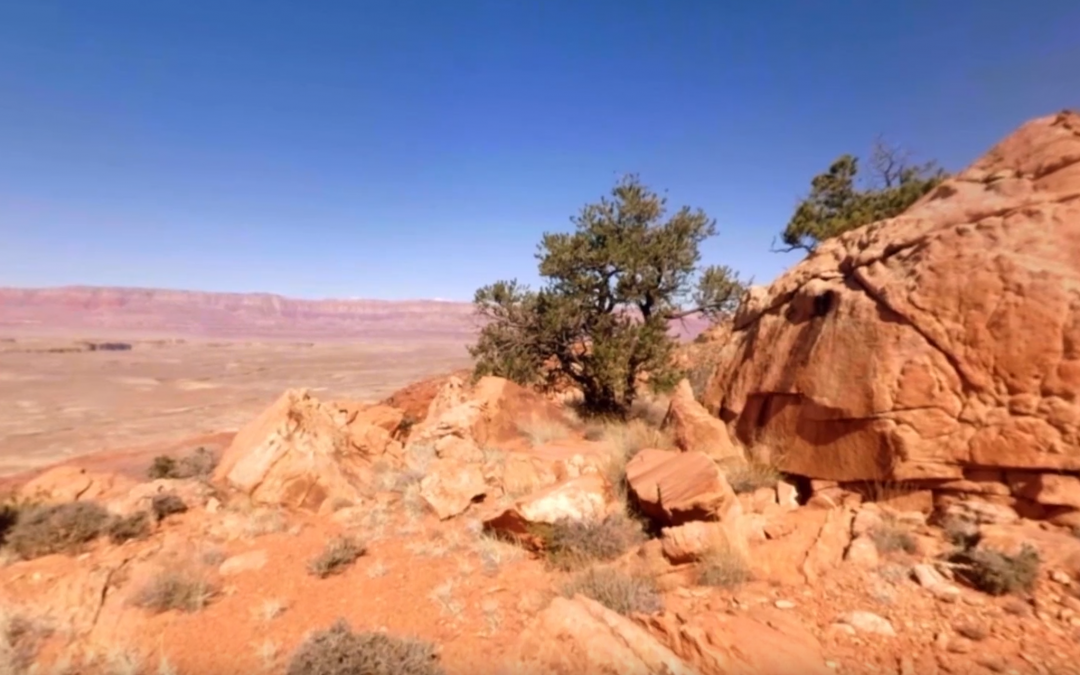 Beautiful Desert Canyons 360° | Planet Earth II