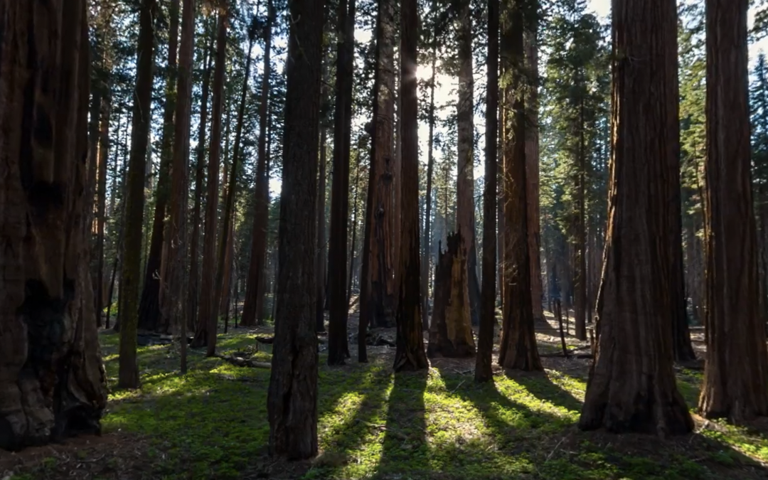 360° Climbing Giants | National Geographic