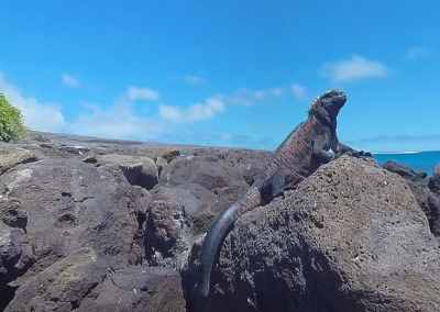 Animals of Galápagos Archipelago, Ecuador