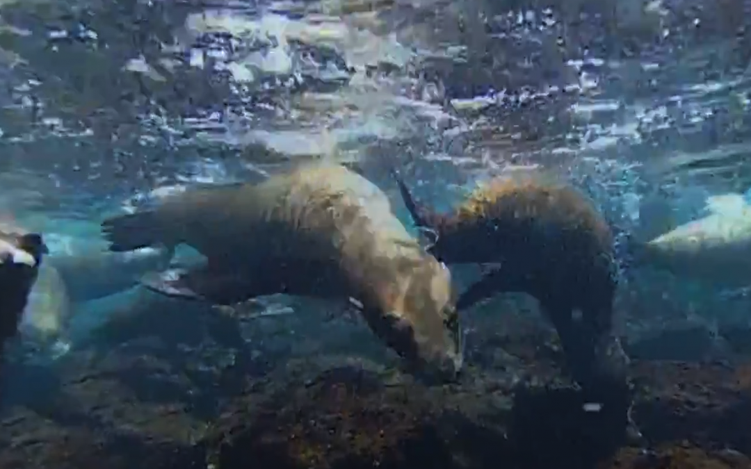 Galápagos Underwater