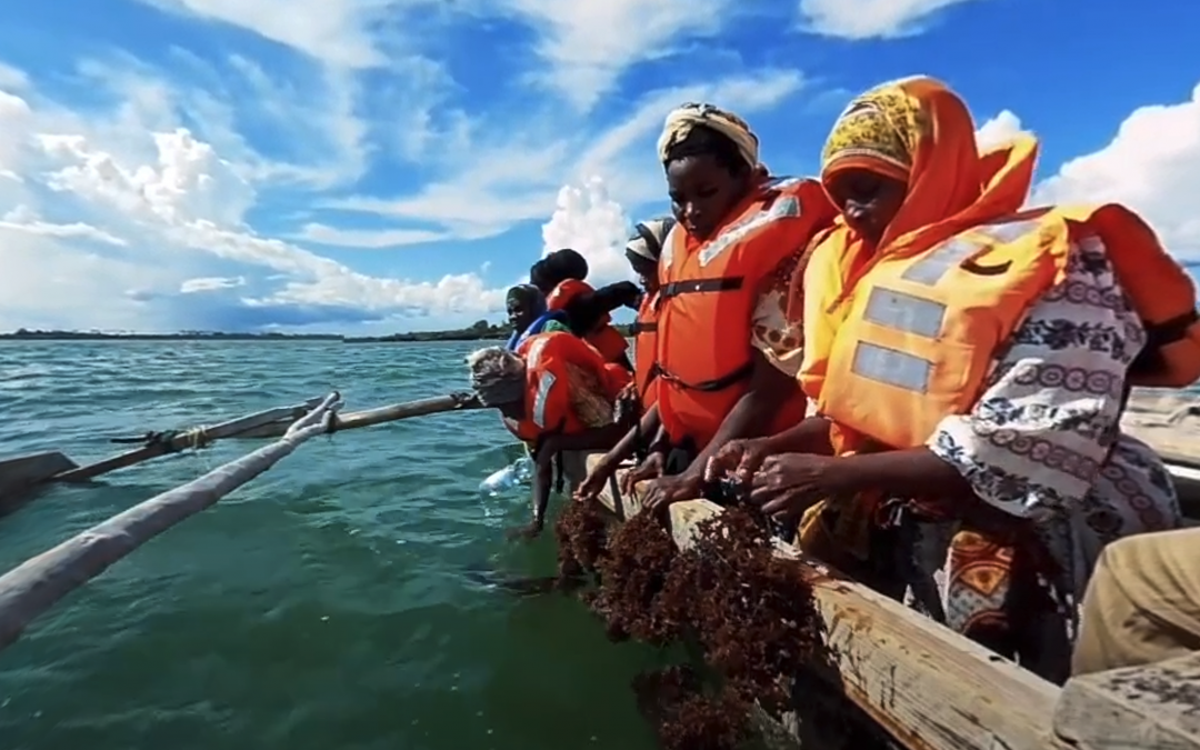 Making Waves: Reengineering Aquaculture in Tanzania