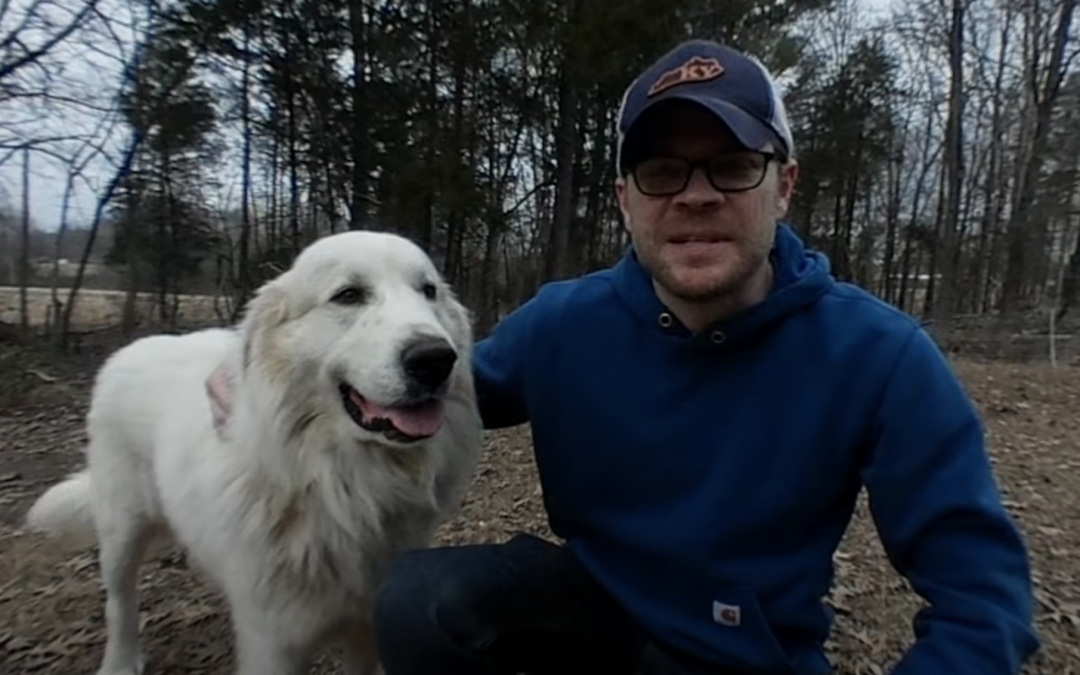 Using Great Pyrenees Livestock Guardian Dogs to Protect Chickens