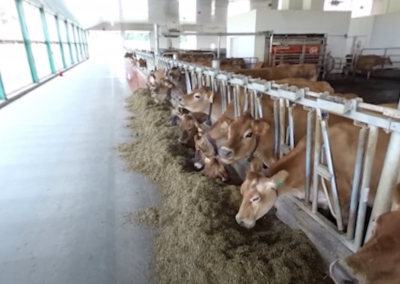 Environmental Stewardship on the Dairy Farm