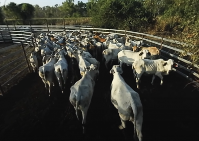 The Livestock Export Supply Chain – Mustering Cattle