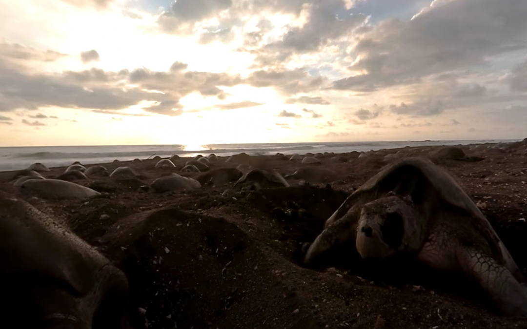 Sea Turtles Nesting