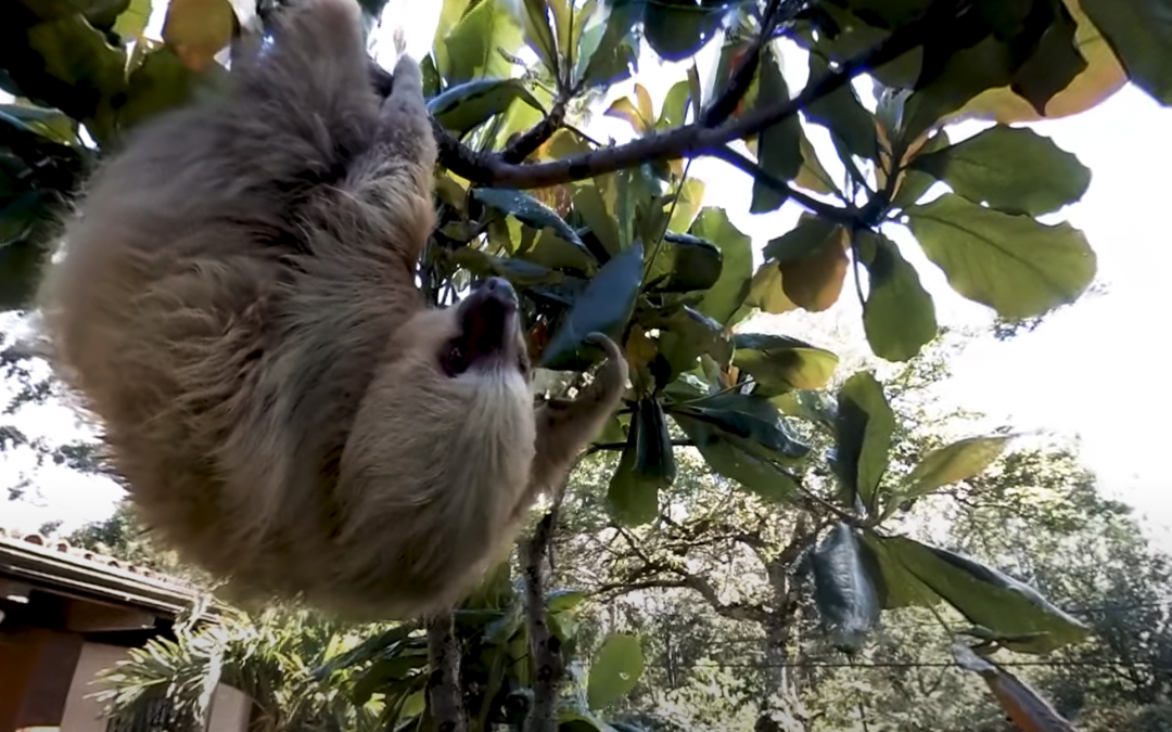 Rehabilitating Baby Sloths in Costa Rica