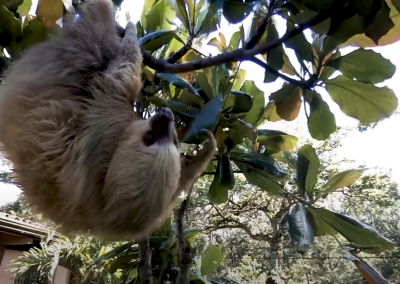 Rehabilitating Baby Sloths in Costa Rica