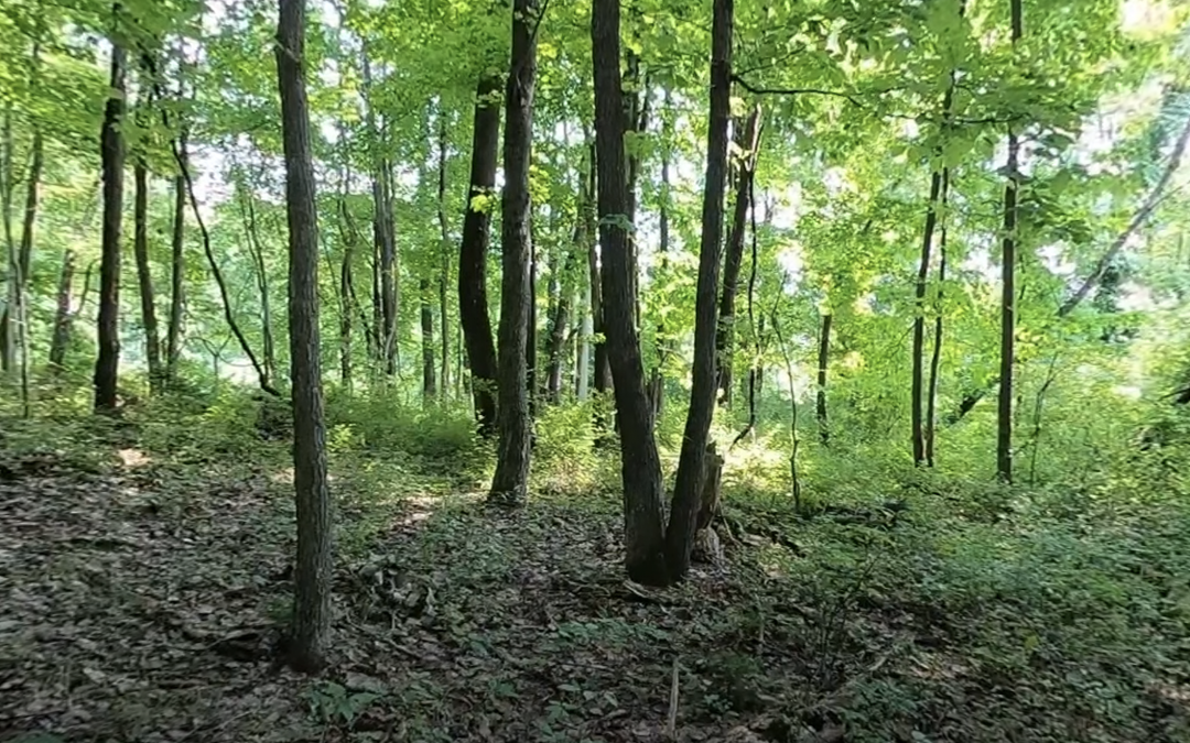 Laurel Highlands: Temperate Deciduous Forest