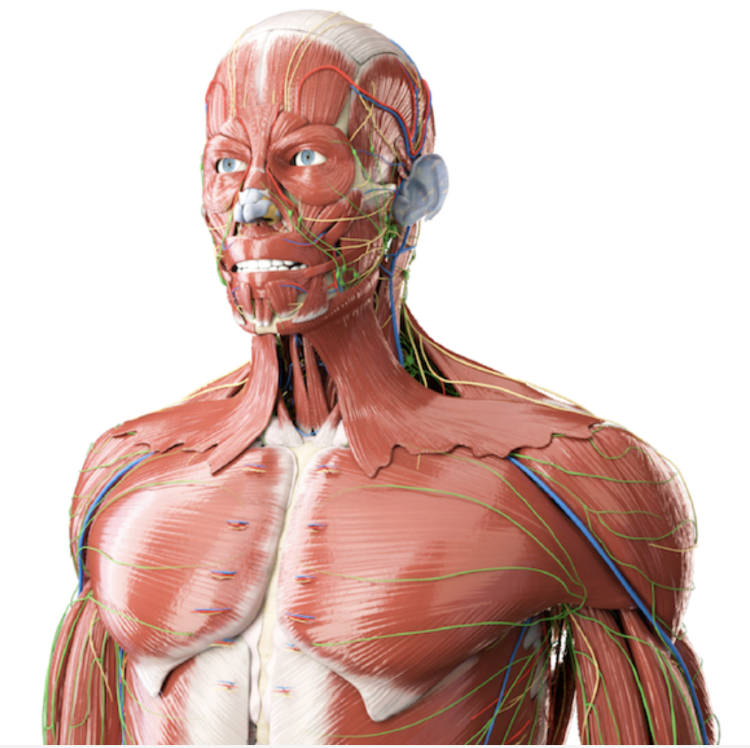 Human Anatomy VR Model